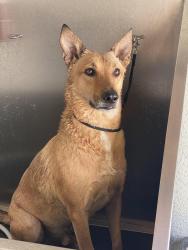 Lost Male Dog last seen Ponderosa Ave and SR44, DeLand, FL 32720