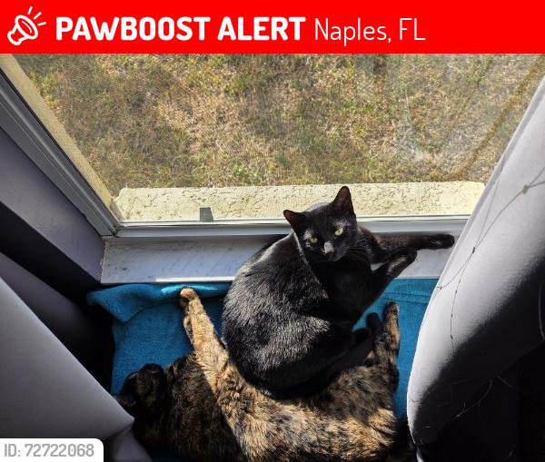 Lost Male Cat last seen 70th Ave N and Everglades Blvd N, Naples, FL 34120