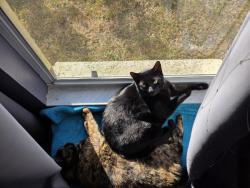 Lost Male Cat last seen 70th Ave N and Everglades Blvd N, Naples, FL 34120