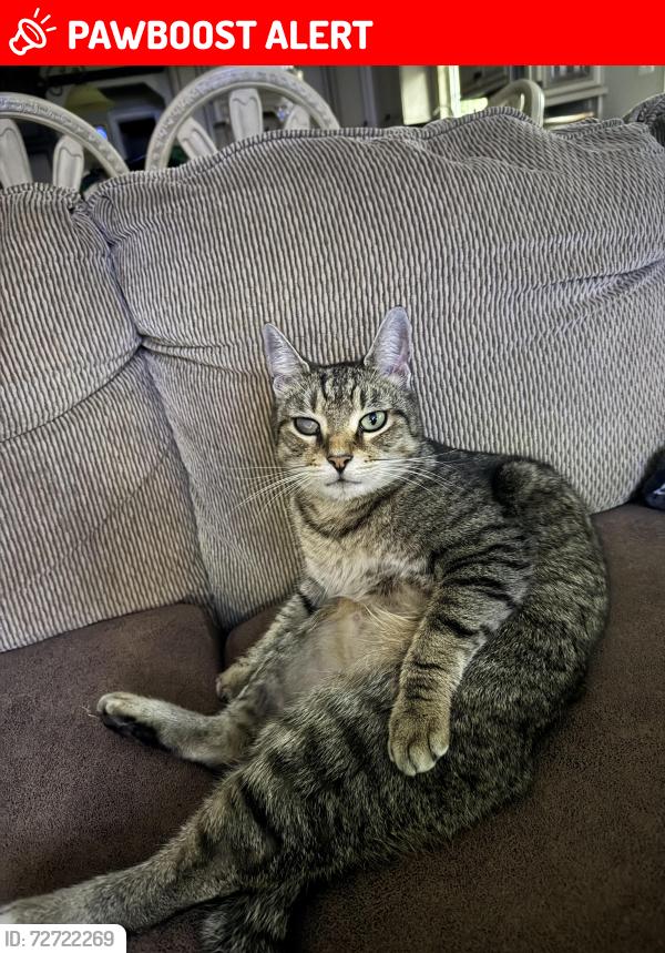 Lost Male Cat last seen Marlboro , Marlboro Township, NJ 07746