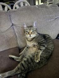 Lost Male Cat last seen Marlboro , Marlboro Township, NJ 07746