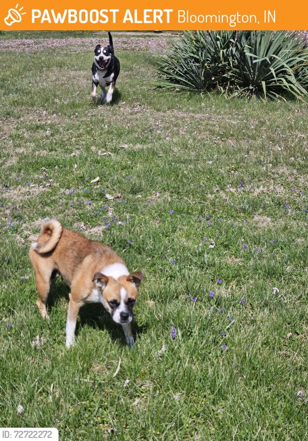 Found/Stray Unknown Dog last seen Near w Vernal Pike , Bloomington, IN 47404