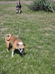 Found/Stray Unknown Dog last seen Near w Vernal Pike , Bloomington, IN 47404