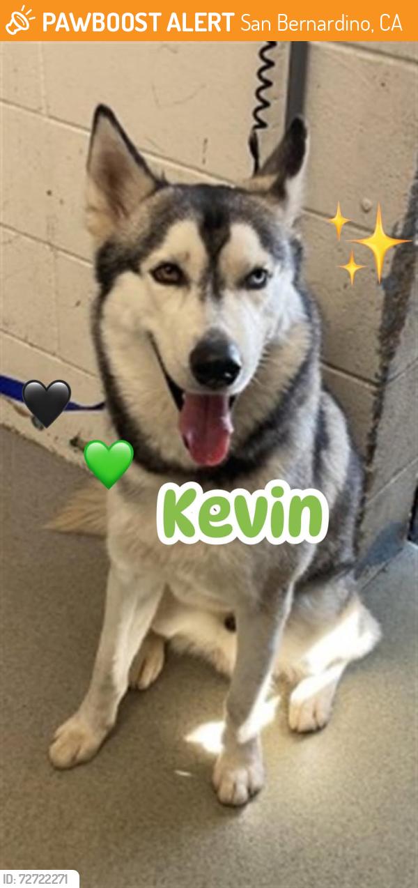 Found/Stray Male Dog last seen San Bernardino, San Bernardino, CA 92401