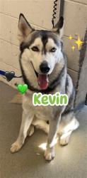 Found/Stray Male Dog last seen San Bernardino, San Bernardino, CA 92401