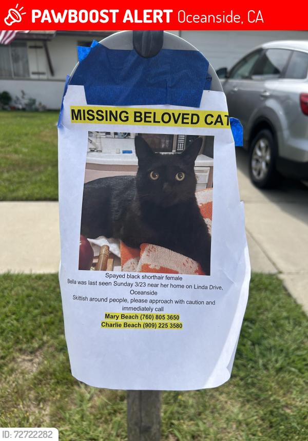 Lost Female Cat last seen Thunder and College are the main streets nearby , Oceanside, CA 92056