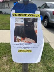 Lost Female Cat last seen Thunder and College are the main streets nearby , Oceanside, CA 92056