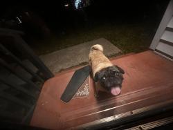 Found/Stray Female Dog last seen Austin St , La Marque, TX 77568