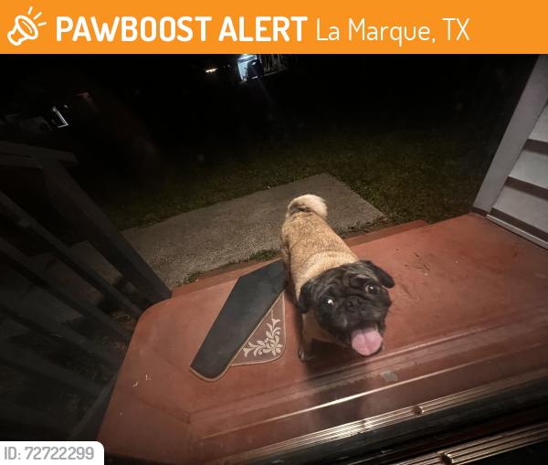 Found/Stray Female Dog last seen Austin St , La Marque, TX 77568