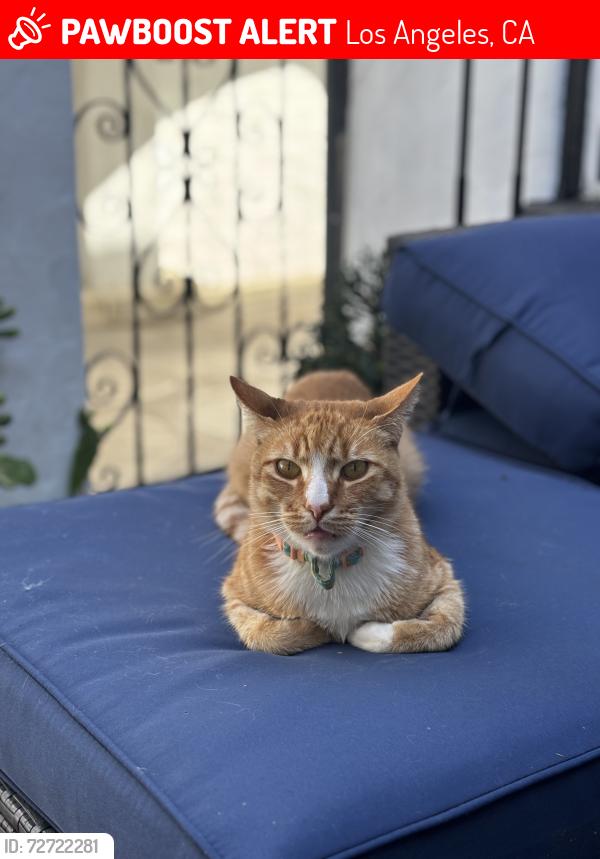 Lost Male Cat last seen Colgate Ave, Los Angeles, CA 90048
