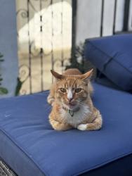 Lost Male Cat last seen Colgate Ave, Los Angeles, CA 90048