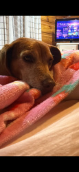 Lost Female Dog last seen Close to the Cumberland/Metcalfe County Line, Burkesville, KY 42717