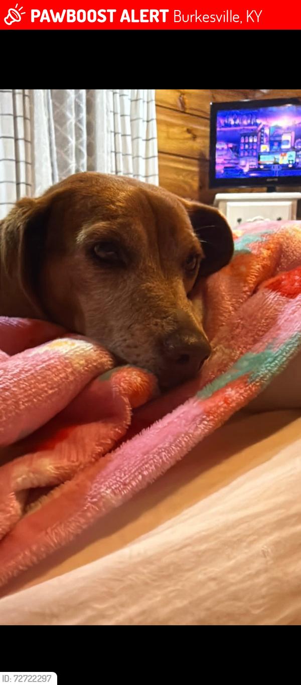 Lost Female Dog last seen Close to the Cumberland/Metcalfe County Line, Burkesville, KY 42717