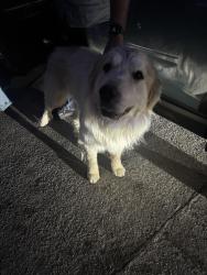 Found/Stray Unknown Dog last seen Pacific and horizon , Henderson, NV 89015