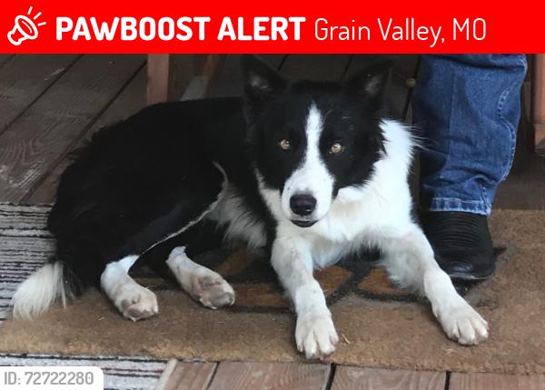 Lost Male Dog last seen Gardner and truman, Grain Valley, MO 64029