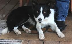 Lost Male Dog last seen Gardner and truman, Grain Valley, MO 64029