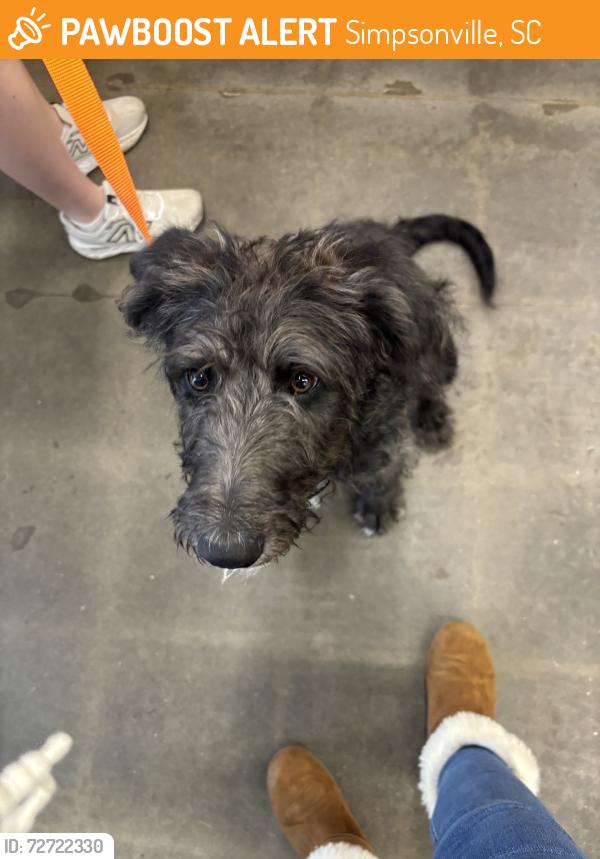 Found/Stray Female Dog last seen Hillcrest middle school, Simpsonville, SC 29681