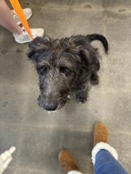 Found/Stray Female Dog last seen Hillcrest middle school, Simpsonville, SC 29681