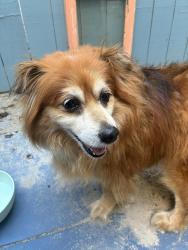 Found/Stray Unknown Dog last seen Ocean & La Verne, Long Beach, CA 90803