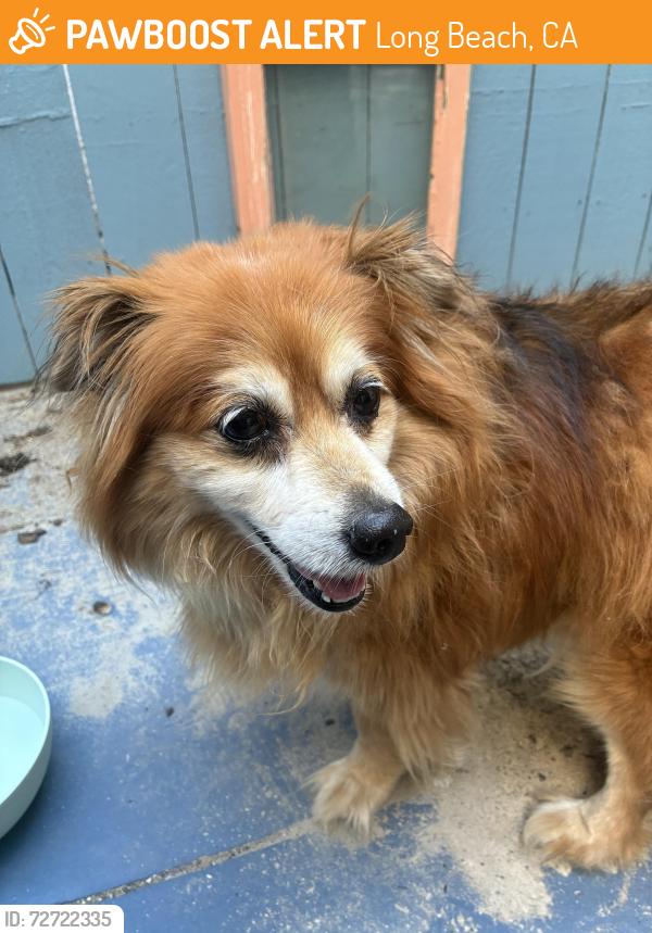 Found/Stray Unknown Dog last seen Ocean & La Verne, Long Beach, CA 90803