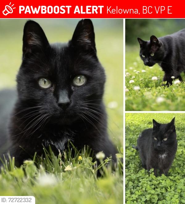Lost Male Cat last seen Loseth Rd, Kelowna, BC V1P 1E9