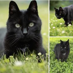 Lost Male Cat last seen Loseth Rd, Kelowna, BC V1P 1E9