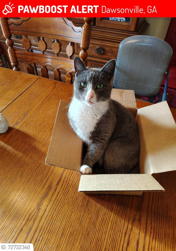 Lost Female Cat last seen Near Brooksher Feed, Dawsonville, GA 30534