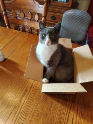 Lost Female Cat last seen Near Brooksher Feed, Dawsonville, GA 30534