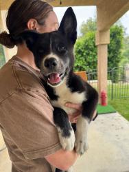 Found/Stray Female Dog last seen Near S Main St, Los Angeles, CA 90061, Los Angeles, CA 90061