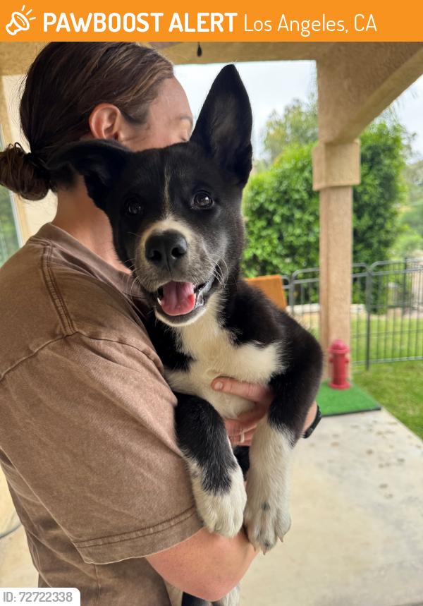 Found/Stray Female Dog last seen Near S Main St, Los Angeles, CA 90061, Los Angeles, CA 90061