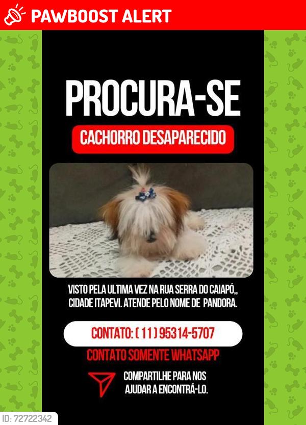 Lost Female Dog last seen Serra caiapó, Rosemary , Jardim Rosemary, SP 06657-520