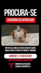Lost Female Dog last seen Serra caiapó, Rosemary , Jardim Rosemary, SP 06657-520