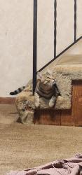 Lost Male Cat last seen Near se 282nd ave Gresham , Gresham, OR 97080