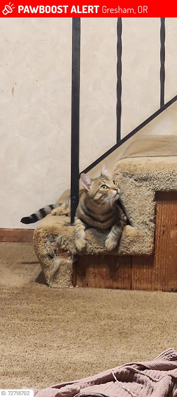 Lost Male Cat last seen Near se 282nd ave Gresham , Gresham, OR 97080