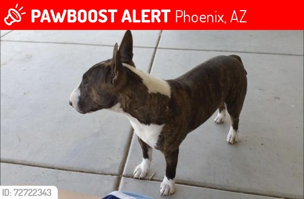 Lost Male Dog last seen S 95th Ln & W Kingman St, Phoenix, AZ 85353