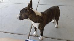 Lost Male Dog last seen S 95th Ln & W Kingman St, Phoenix, AZ 85353