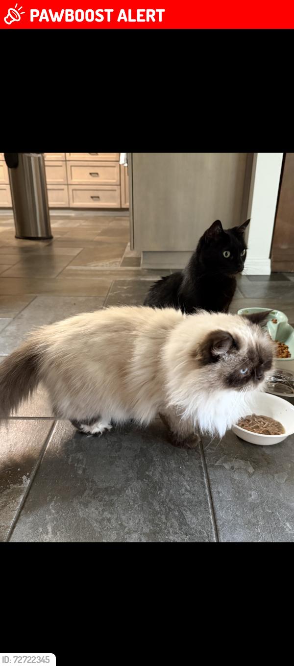 Lost Male Cat last seen Fairway New Smyrna Beach , New Smyrna Beach, FL 32168