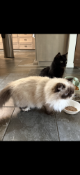 Lost Male Cat last seen Fairway New Smyrna Beach , New Smyrna Beach, FL 32168