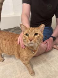 Found/Stray Male Cat last seen Sedona cndmniums, Las Vegas, NV 89123