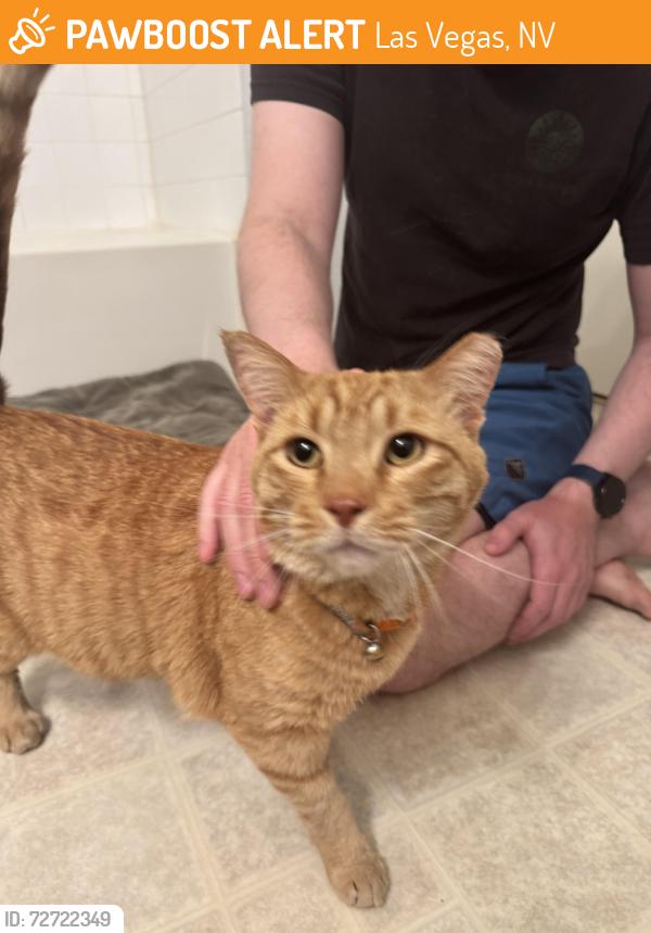Found/Stray Male Cat last seen Sedona cndmniums, Las Vegas, NV 89123