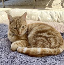 Lost Female Cat last seen Bienville and Wittig , Las Vegas, NV 89131