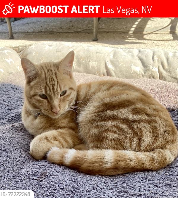 Lost Female Cat last seen Bienville and Wittig , Las Vegas, NV 89131