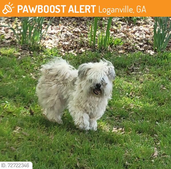Found/Stray Male Dog last seen Hwy 81, Loganville, GA 30052