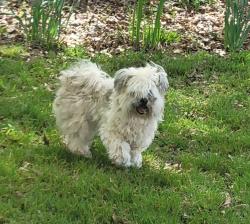 Found/Stray Male Dog last seen Hwy 81, Loganville, GA 30052