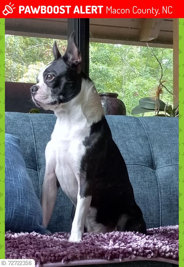 Lost Male Dog last seen Judds trail and brush n city rd , Macon County, NC 28734