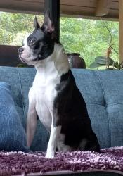 Lost Male Dog last seen Judds trail and brush n city rd , Macon County, NC 28734