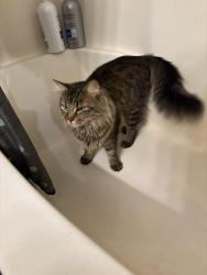 Lost Male Cat last seen Cochran Ave and Division st, Gresham, OR 97030