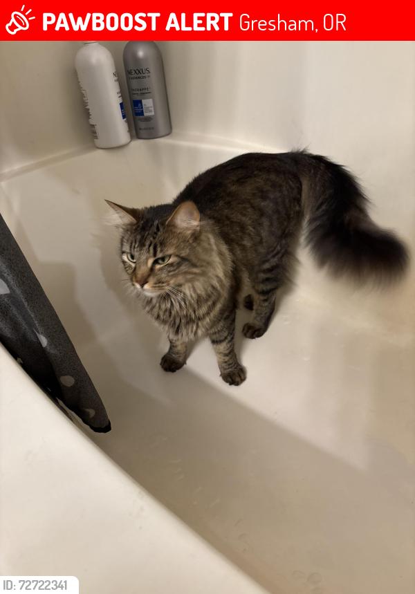 Lost Male Cat last seen Cochran Ave and Division st, Gresham, OR 97030