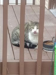 Found/Stray Unknown Cat last seen Star Ave, Rapid City, SD 57701