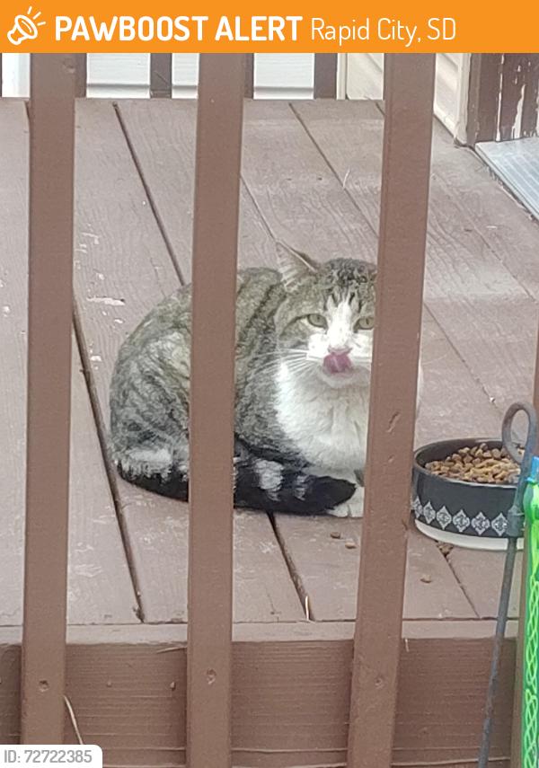 Found/Stray Unknown Cat last seen Star Ave, Rapid City, SD 57701